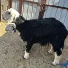 خروف ورخل للبيع