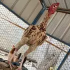 ديك باكساتاني العمر 6اشهر