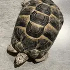 سلحفاه كبيره للبيع