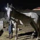 فرس شعبية سبوق ورفيعه 3 1