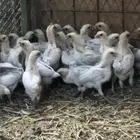 صيصان بلدي وفيومي قولد