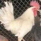ديك