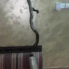 دبة ربع صوتها رايق