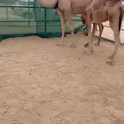 للبيع عشراء جذعه