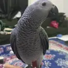 ببغاء كاسكو اليف جدا