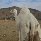 ناقه وضحى كفو