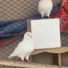 حمام فرنسي