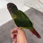كنيور
