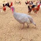دجاج رومي
