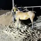 فرس شعبيه كفو