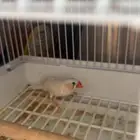 السلام عليكم طير زبرة مع القفص صحه متتازه