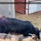 4رؤس(فحل  تيس وأمه  عنزه حمراء حلوب)
