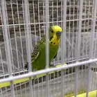 للبيع عصفور