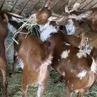 جذعان بلدي مخصاه