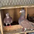 جوز زاجل احمر