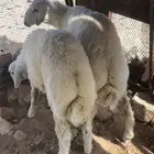 طليان للبيع