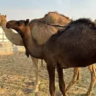 للبيع قعود مفرود الموقع سوق الابل