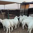 بهم حري