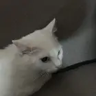 قط منزل ذكر للبيع