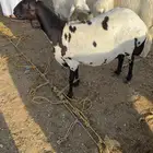 رفيديه السد رباع