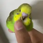 فرخ بادجي (تم البيع)