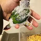 فروخ كنيور يلو سايد رد فاكتور