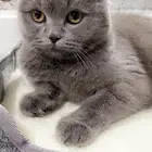 قطة للبيع