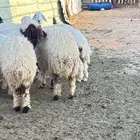 ذبايح بالذيبية