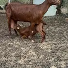 عنز جنوبيه فاخره وصنف وتحتها تيس ماشاءالله