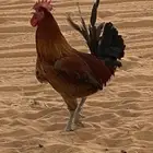 ديك للبيع شرط