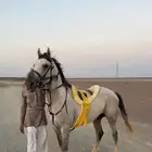 خيل
