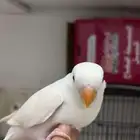 روز الليف هدد خارجي وداخلي