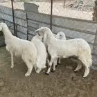 خرفان ورخال صفر