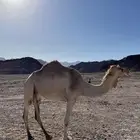 ناقه متلي