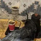 غراب ري ن العملاق