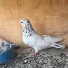 قنادي