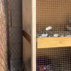محكر خانتين نظيف لي الحين شهر شاريه