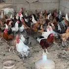 دجاج بلدي بيض