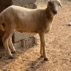 خروف بلدي