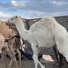 حاشي طيب لحم