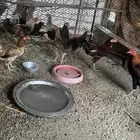 للبيع دجاج بلدي