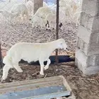 رخال وخروف تأسيس