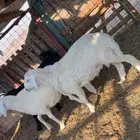 طليان حريه جبره ونضيفه ع شرط