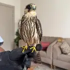 طير