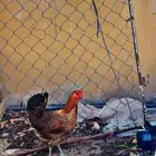 دجاجتين حجم طيب ومشروطه بالانتاج