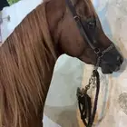 حصان ورق نسب قوي