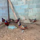 ذكور فزنت امريكي احمر يطير