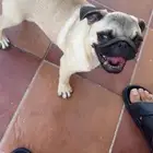 كلب بوق pug عمره 4 شهور السعر 2800 سعر مغري جدا