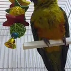 صن كنيور للي يدور الزين