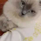قطه عمرها سنه ونص اليفه
